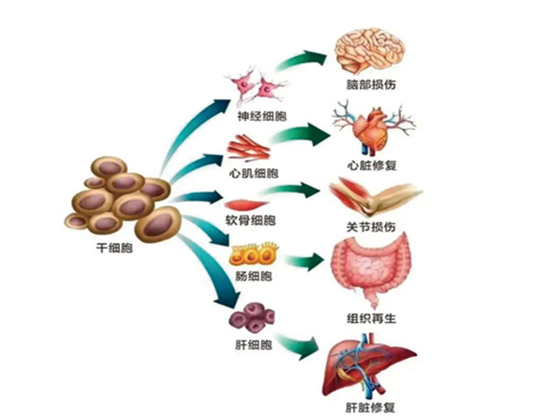 干细胞培养