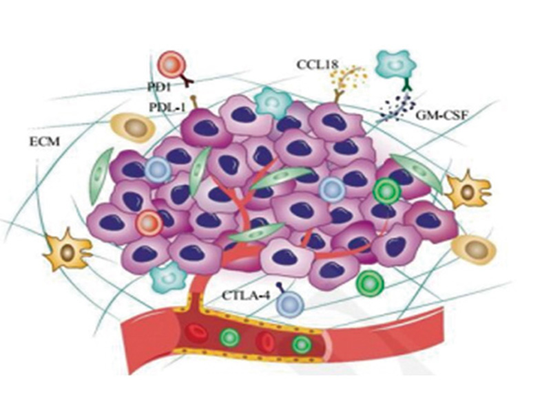 肿瘤微环境与免疫方向