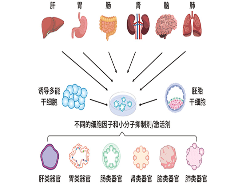 类器官方向